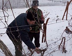 blagdan svetog vinka
